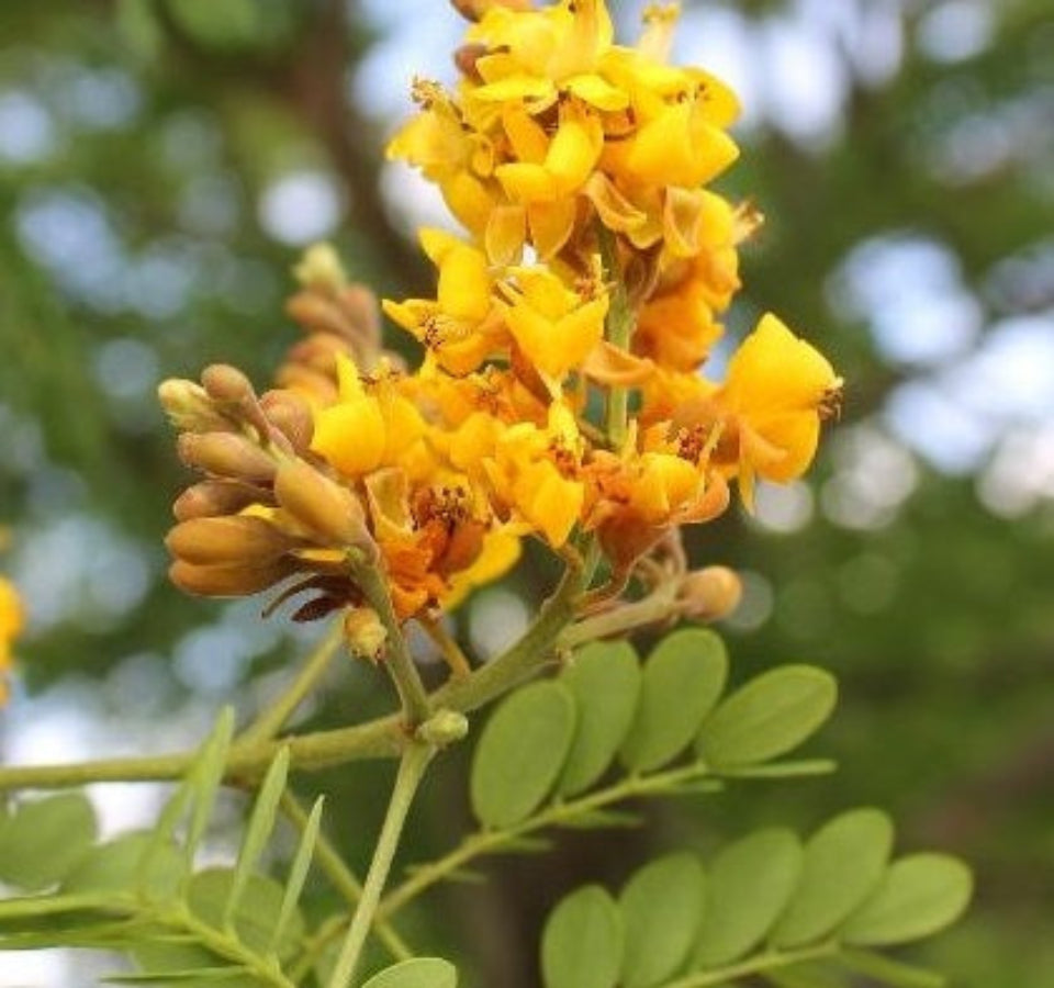 A close-up view of a cluster of vibrant yellow flowers and reddish-orange buds blooming