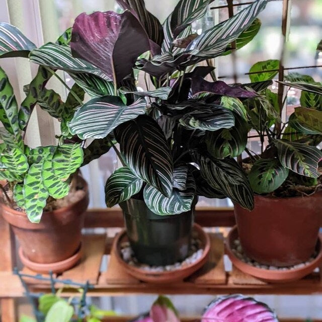 Calathea Pink Stripes Ornata Prayer Plants