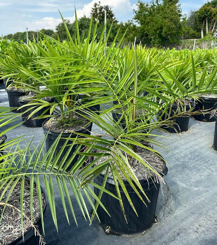 Canary Island Date Palm, Phoenix Canariensis, Pineapple Palm