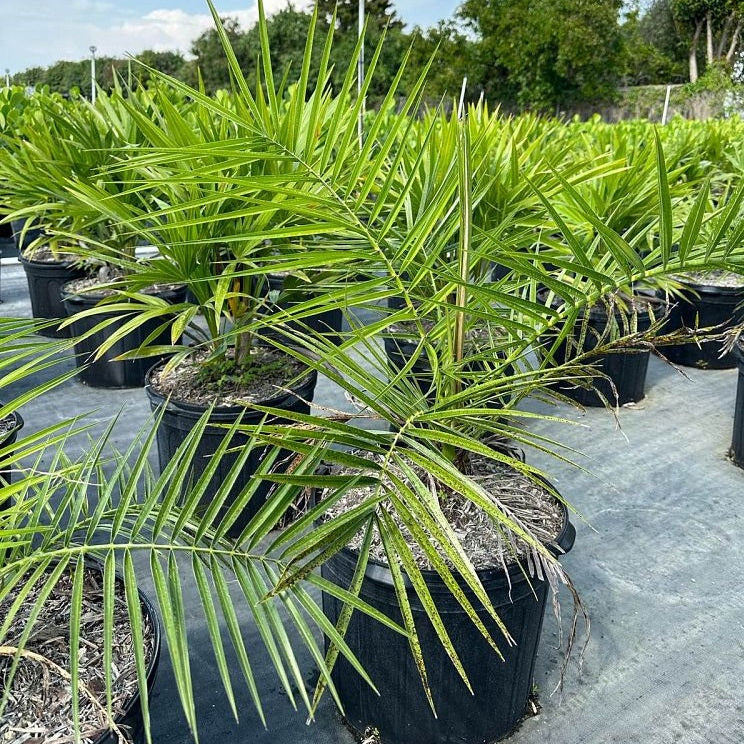 Canary Island Date Palm, Phoenix Canariensis, Pineapple Palm A potted palm tree with bright green fronds growing in a black nursery pot, photographed outdoors in a nursery or garden center with other similar plants in the background.