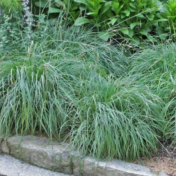 Blue Zinger Sedge Carex Flacca Grass