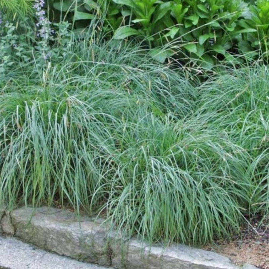 Blue Zinger sedge planted along a stone edge
