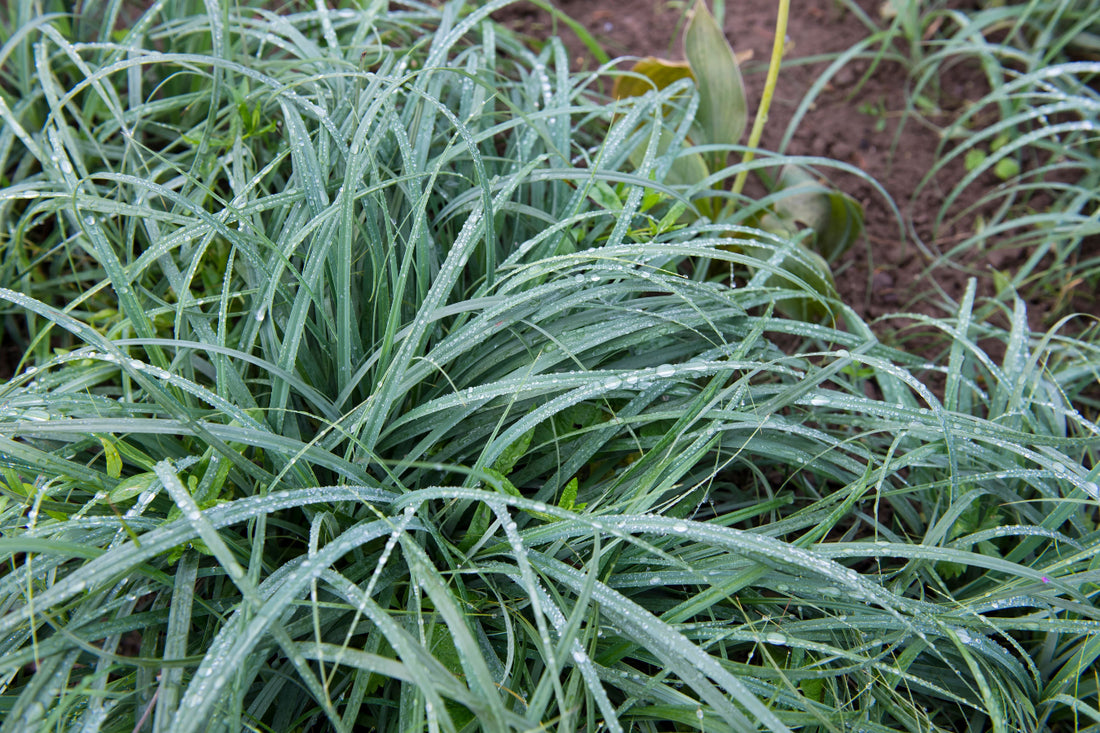 Close up of Blue Zinger Sedge blue-green foliage