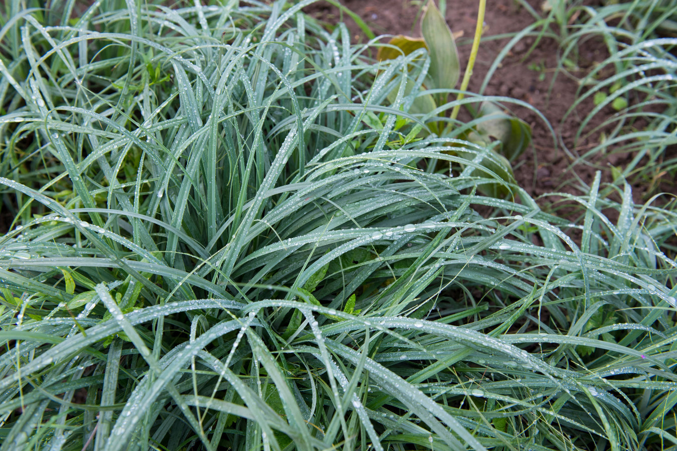 Close up of Blue Zinger Sedge blue-green foliage