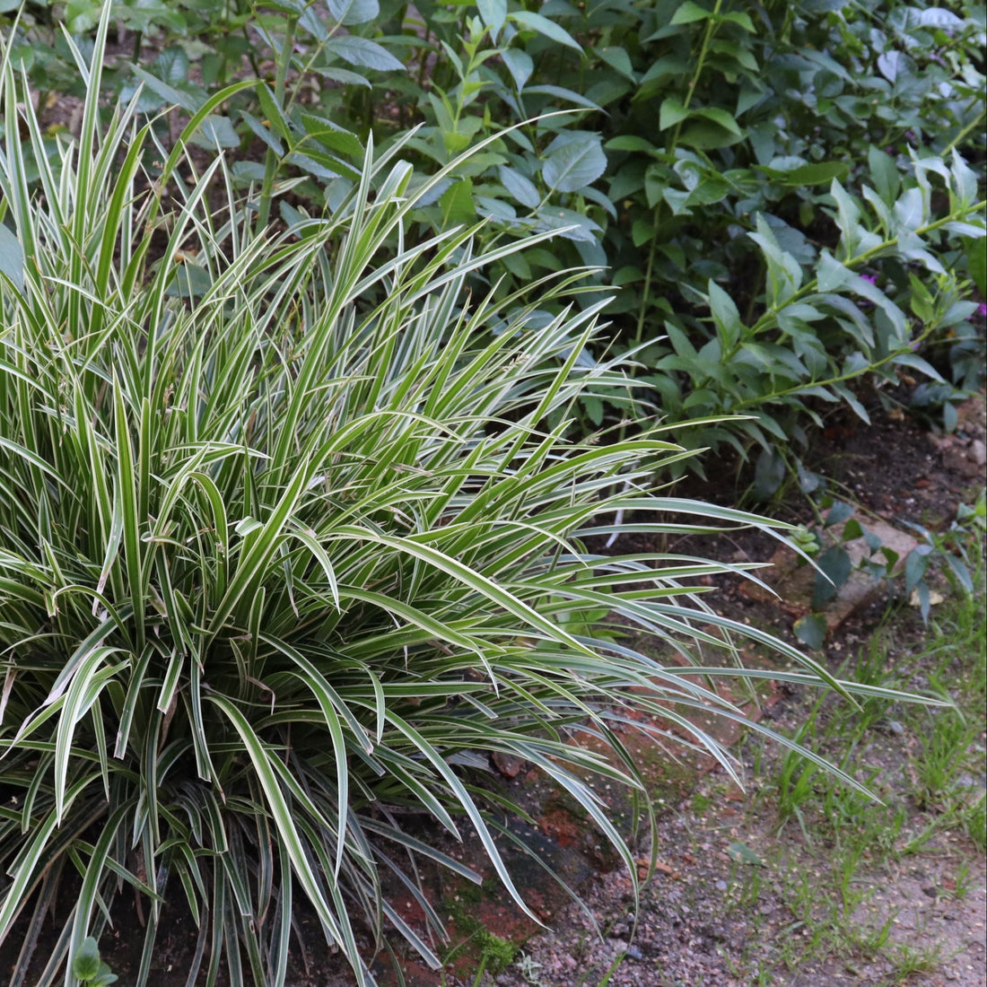 Carex plants on a patio with a stone pathway and garden furniture.