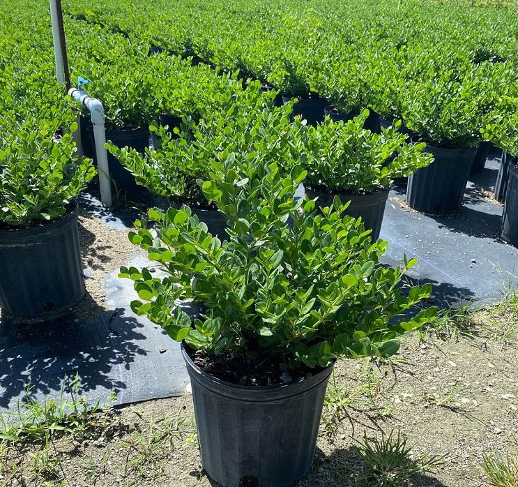 Natal Plum Carissa Macrocarpa in a pot