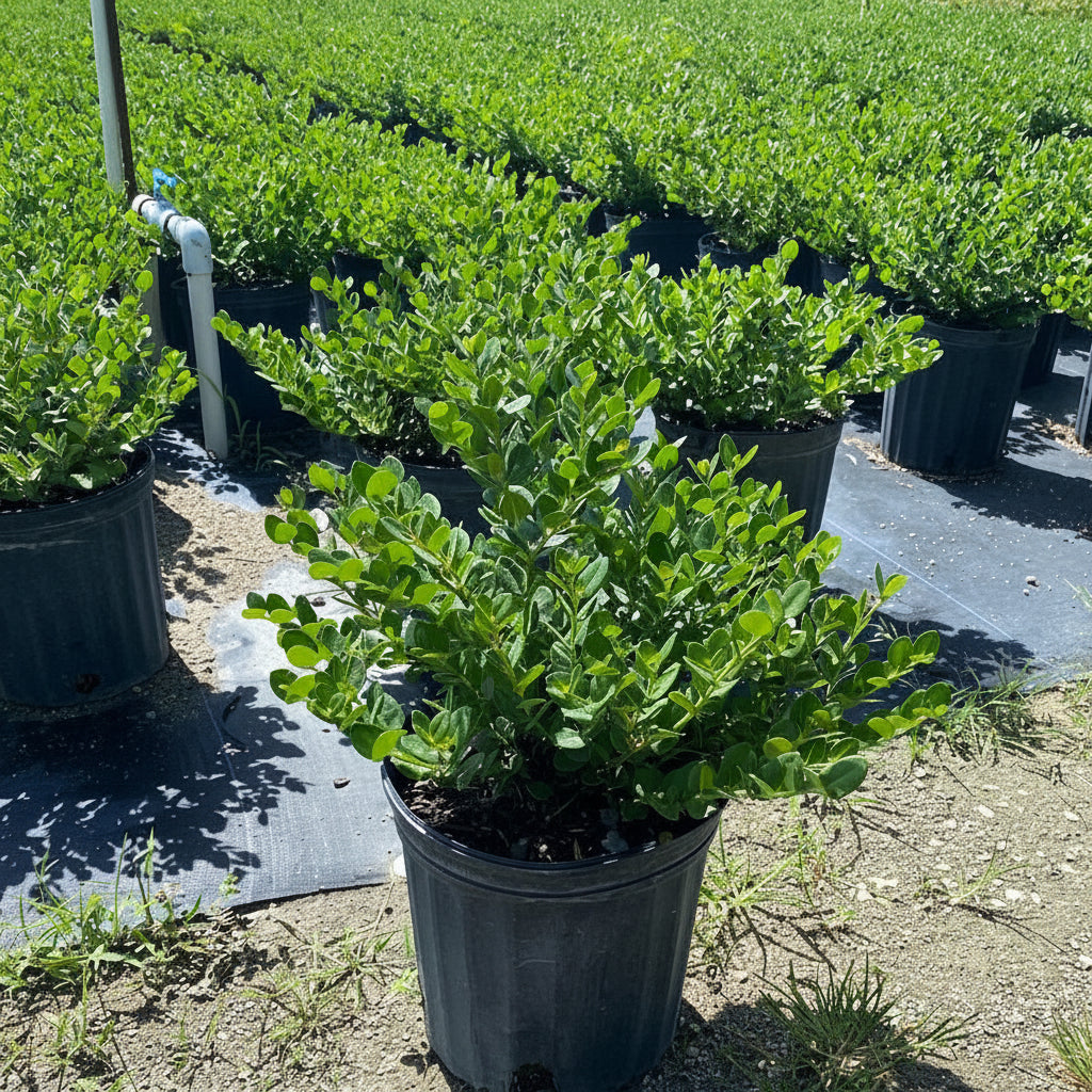 Natal Plum Carissa Macrocarpa in a pot