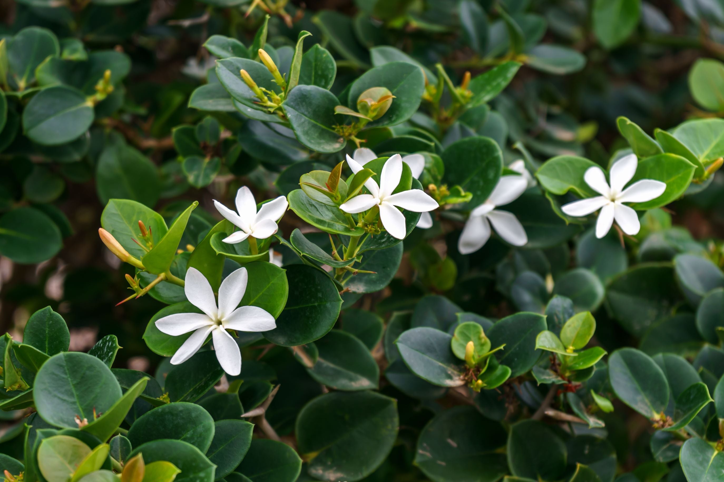 Natal Plum Carissa Macrocarpa