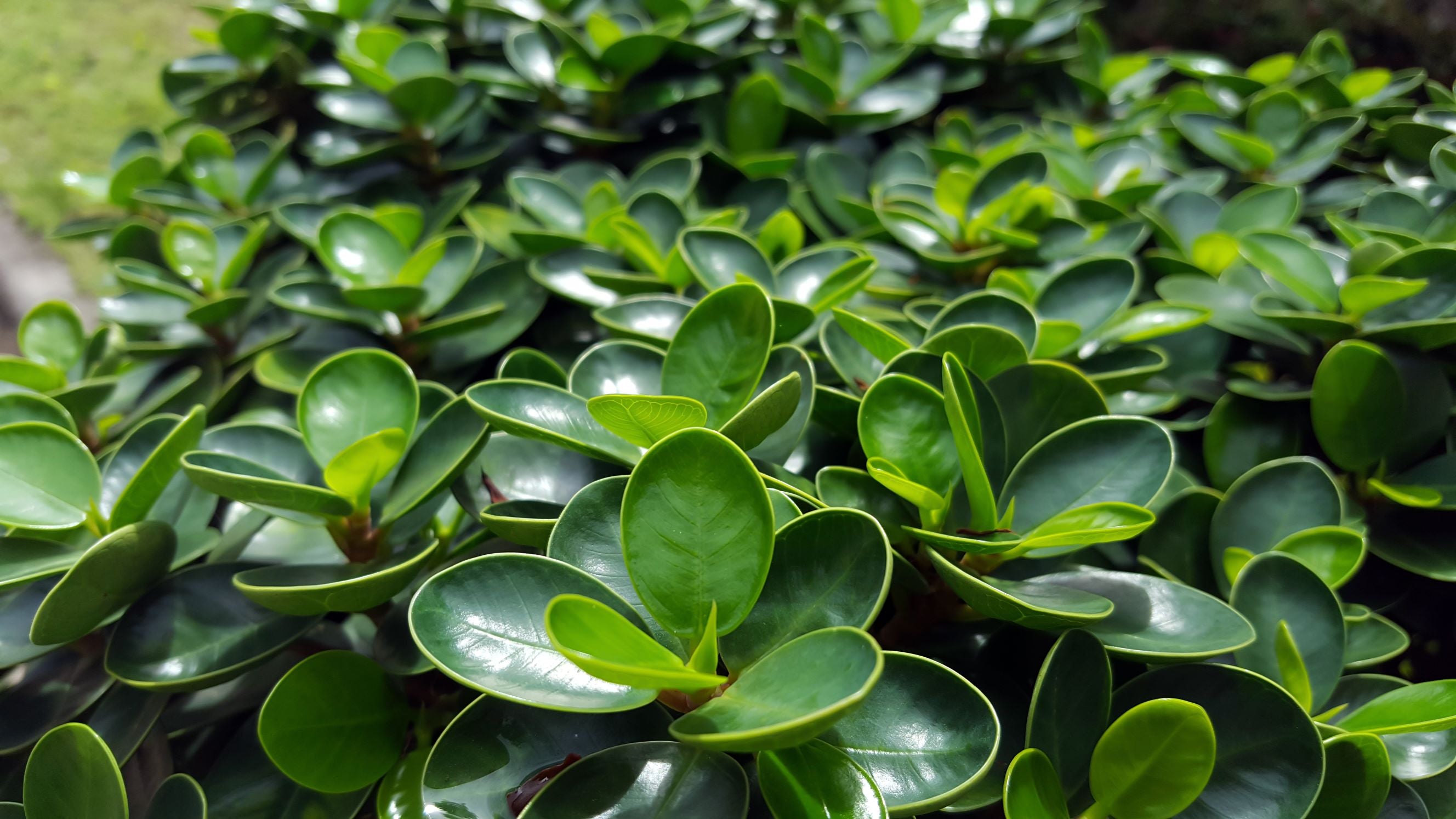 close up view of Natal Plum Carissa Macrocarpa