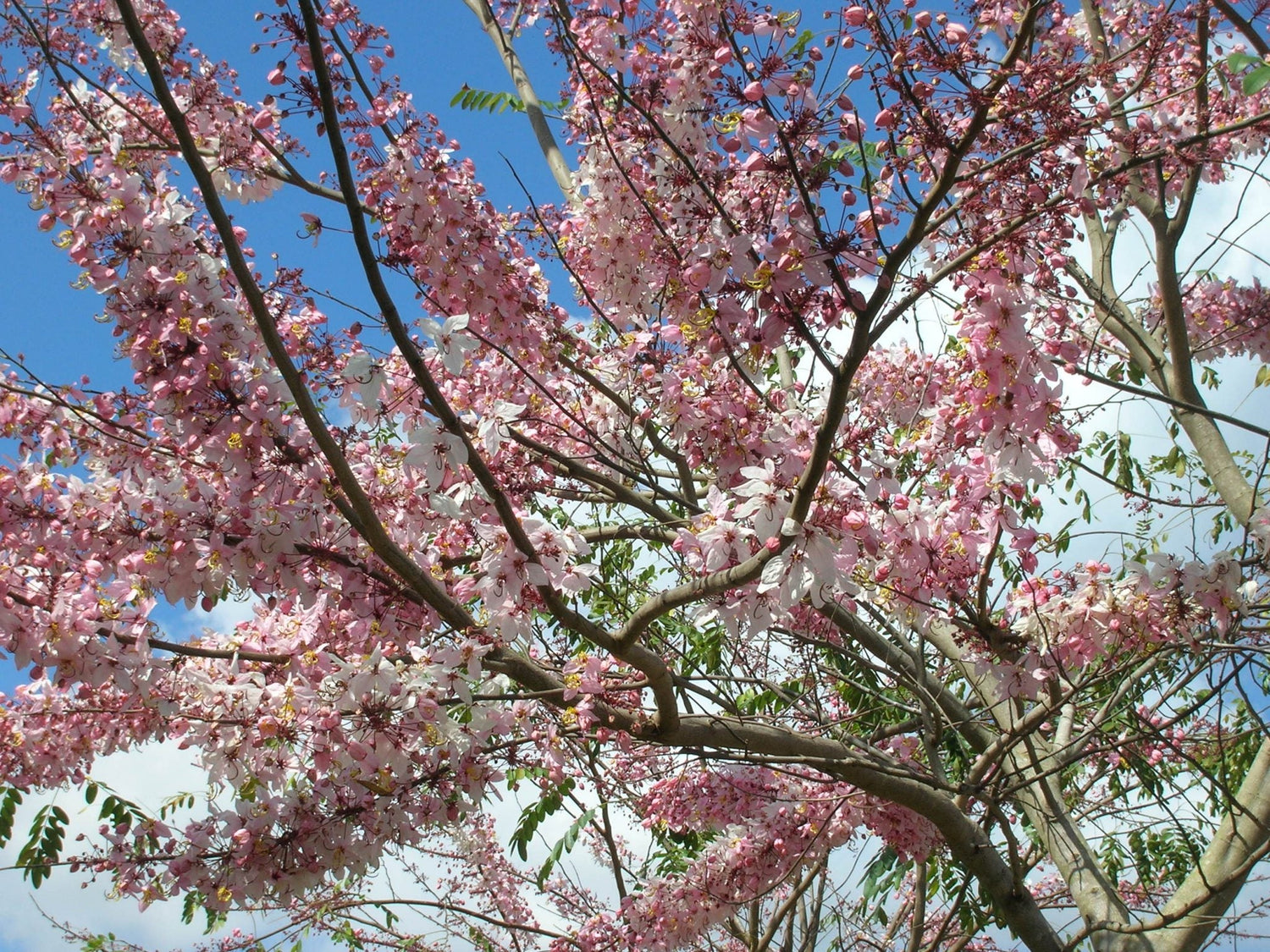 Cassia Grandis Pink Coral Showers Flower Tree upper view