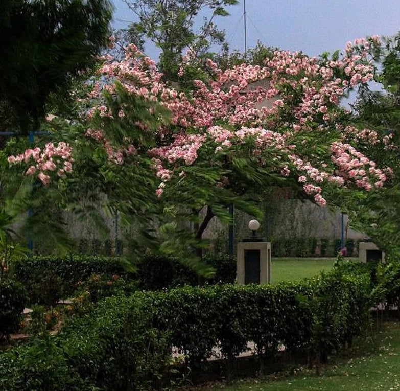 Cassia Javanica Pink White Showers, Flower Tree