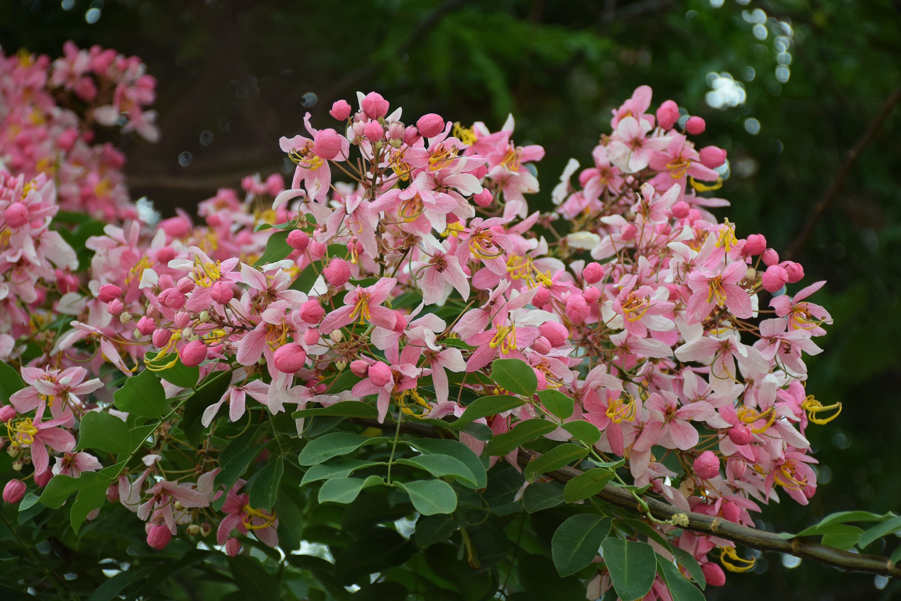Cassia Javanica Pink White Showers, Flower Tree flowers view