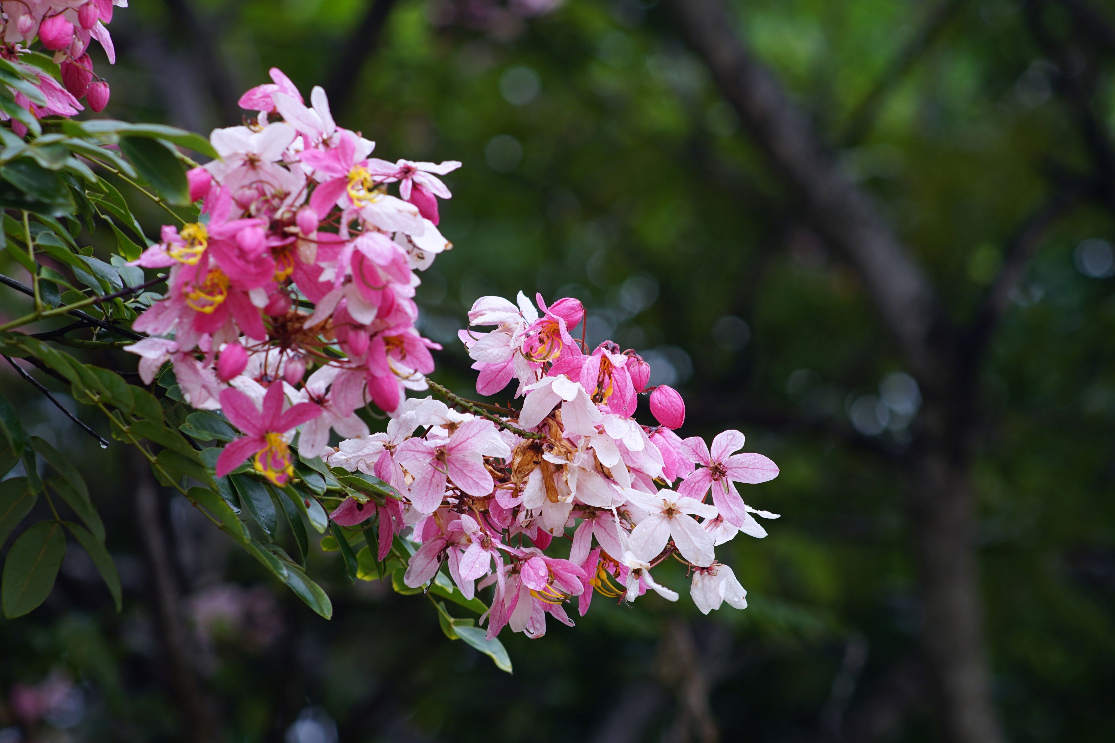 Cassia Javanica Pink White Showers, Flower Tree