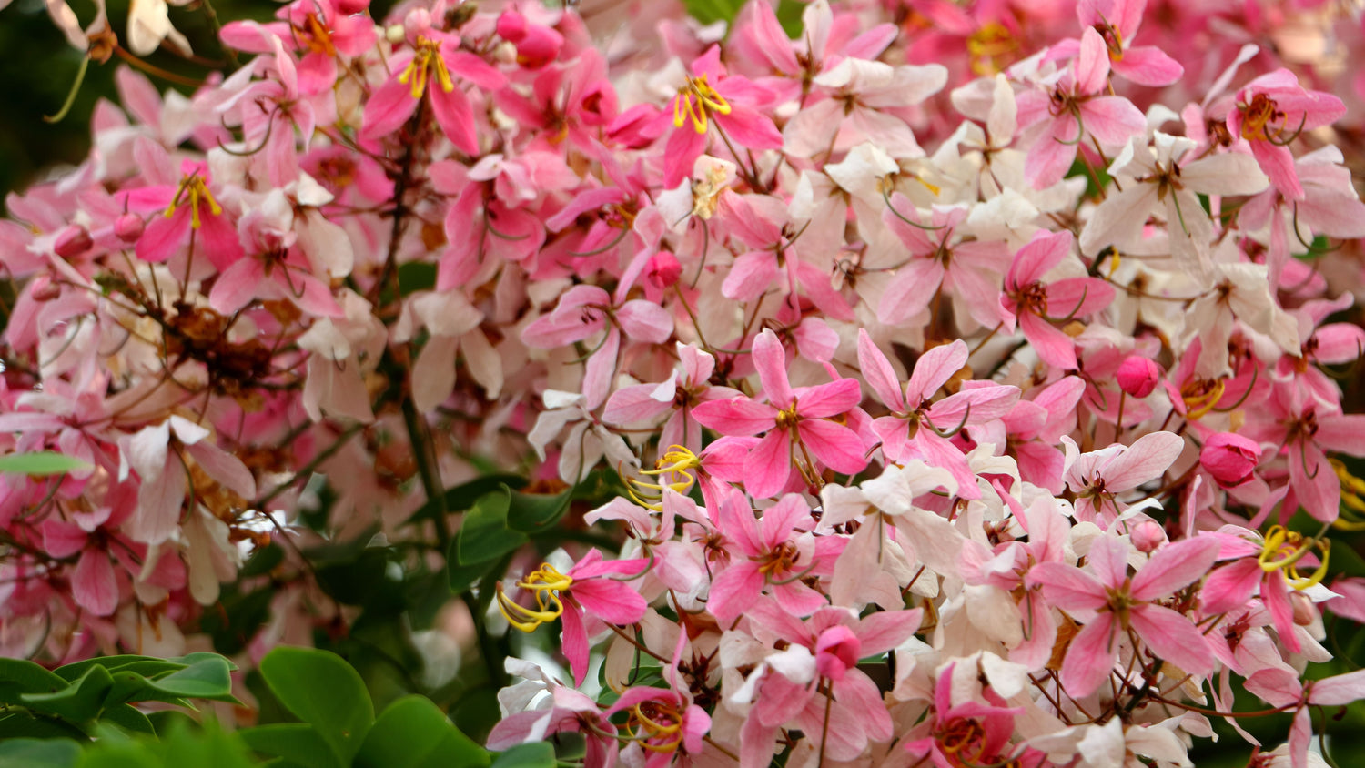 Cassia Javanica Pink White Showers, Flower Tree close view