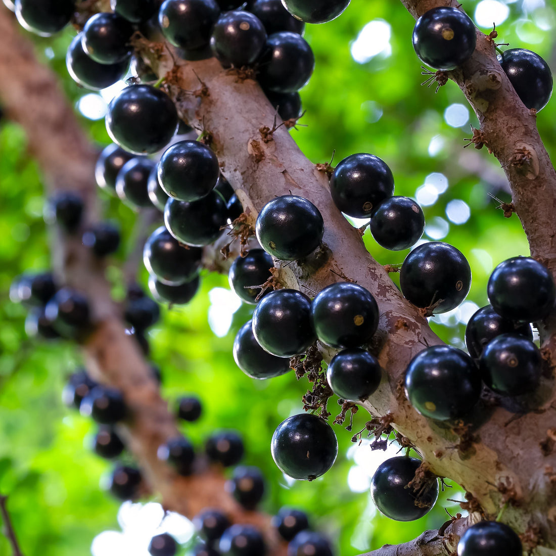 Brazilian Grape Fruit Tree, Cauliflora Jaboticaba close up of fruit