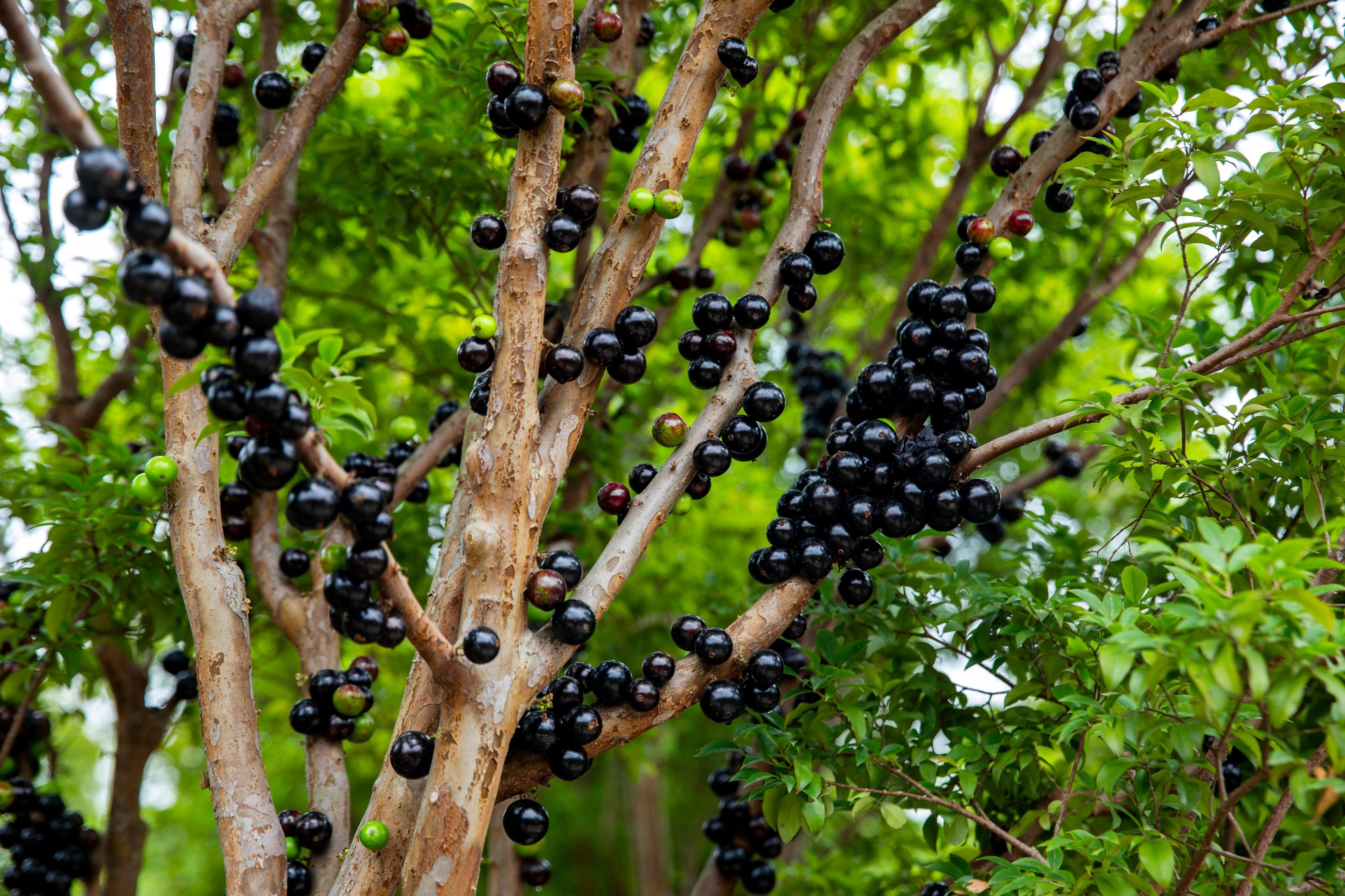 Brazilian Grape Fruit Tree, Cauliflora Jaboticaba