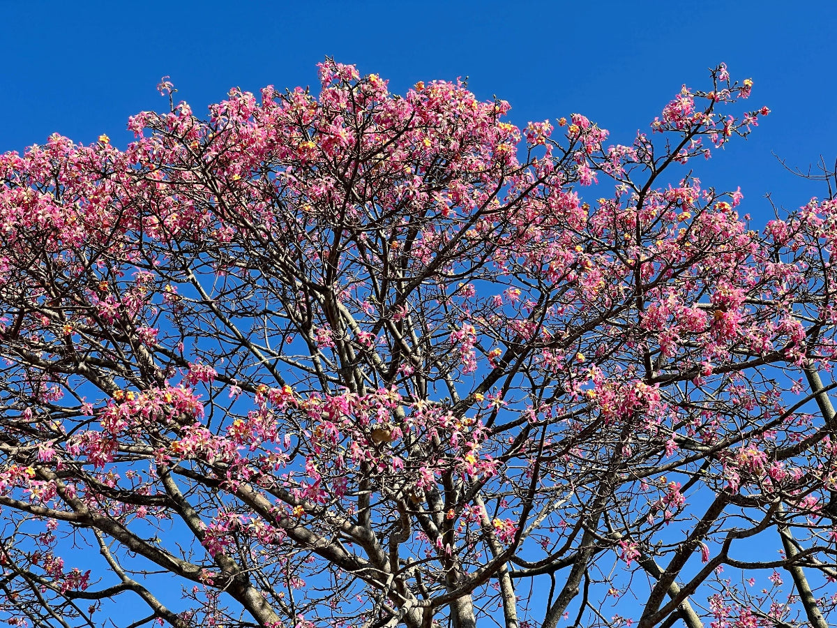 A view looking up into the canopy of a Ceiba Speciosa (Floss Silk Tree)