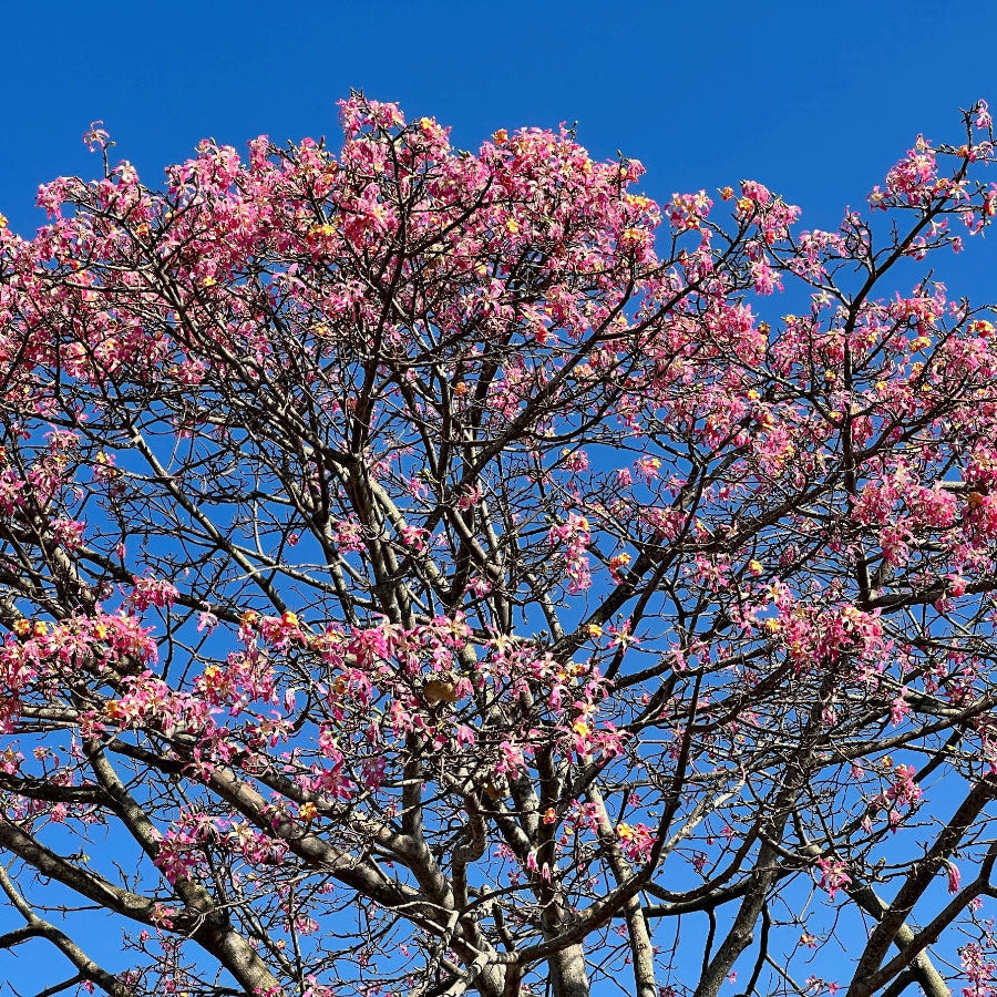 A view looking up into the canopy of a Ceiba Speciosa (Floss Silk Tree)