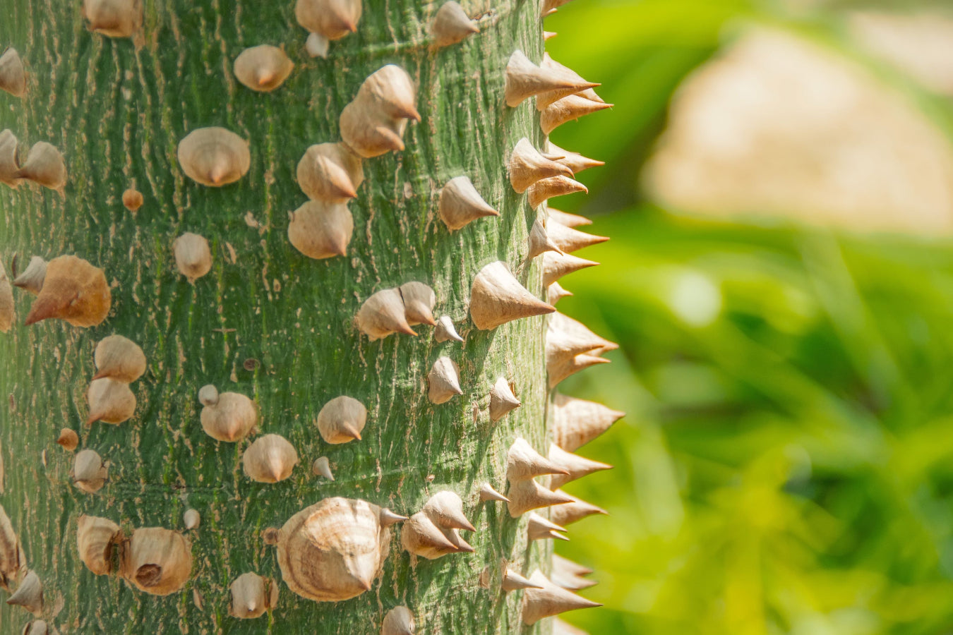 A close-up view of the green trunk of a Ceiba Speciosa (Floss Silk Tree), which is prominently covered in large, thick, conical thorns.