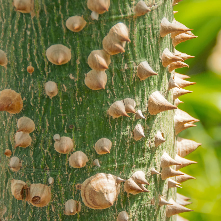 A close-up view of the green trunk of a Ceiba Speciosa (Floss Silk Tree), which is prominently covered in large, thick, conical thorns.