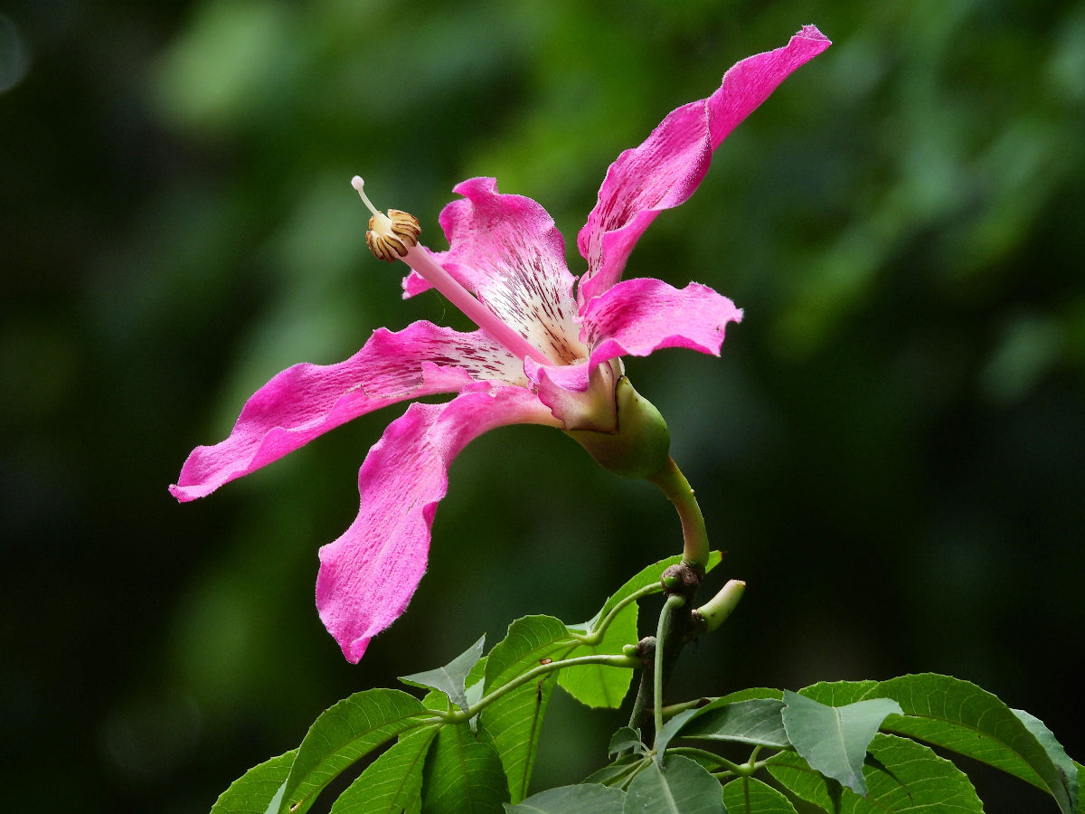 A close-up view of a vibrant pink flower from a Ceiba Speciosa (Floss Silk Tree)