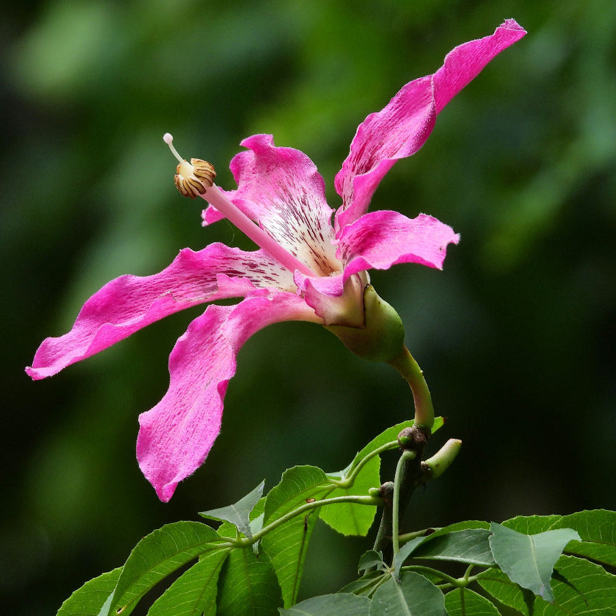 A close-up view of a vibrant pink flower from a Ceiba Speciosa (Floss Silk Tree)