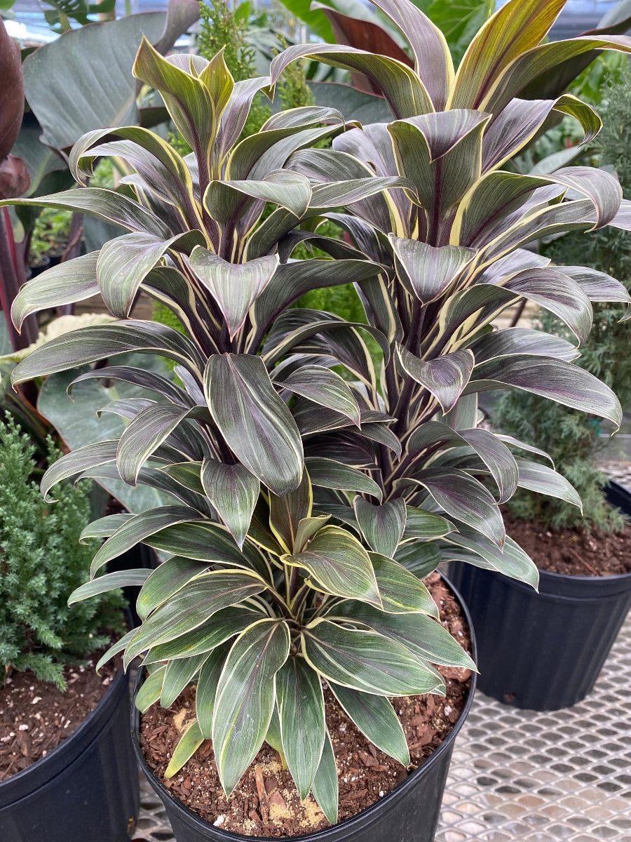 A young potted Chocolate Queen Ti Plant (Cordyline fruticosa &