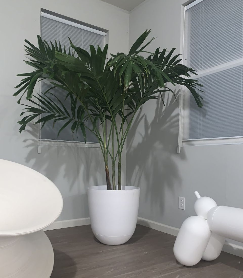 window palm plant Christmas Palm Double, Veitchia merrillii, Adonidia Merrillii
