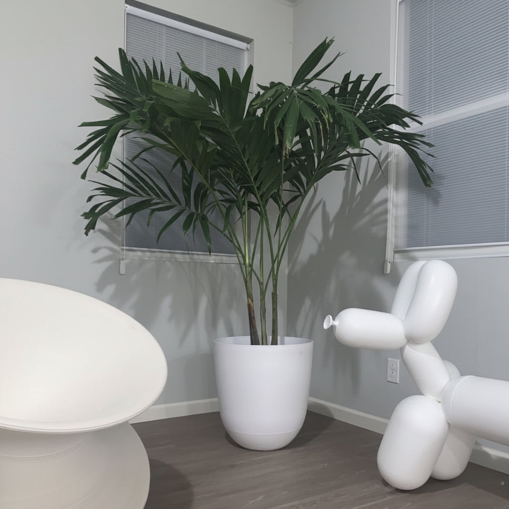 Adonidia merrillii palm in a white planter