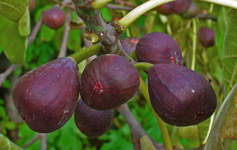 Fig Tree Chicago Hardy, Ficus Carica Fruit