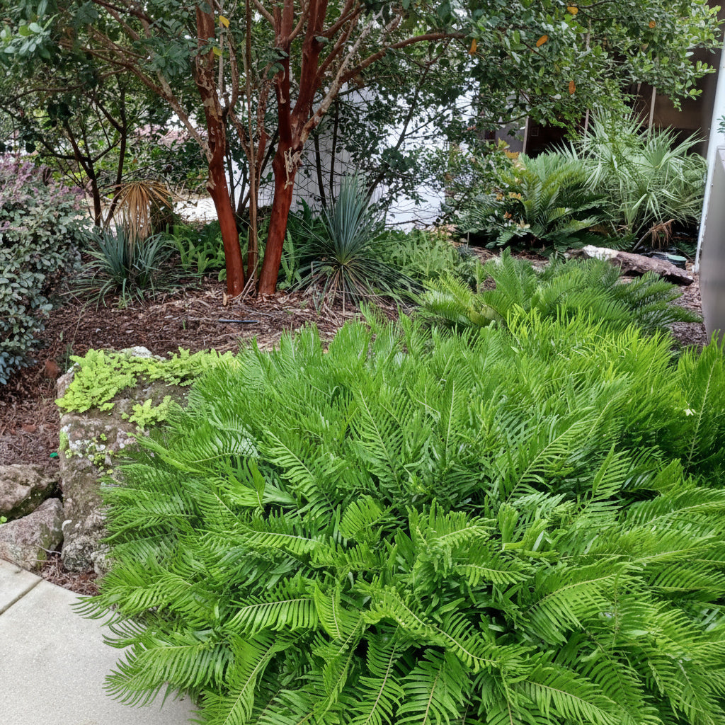 Coontie Palm, Zamia Fern outside in a garden