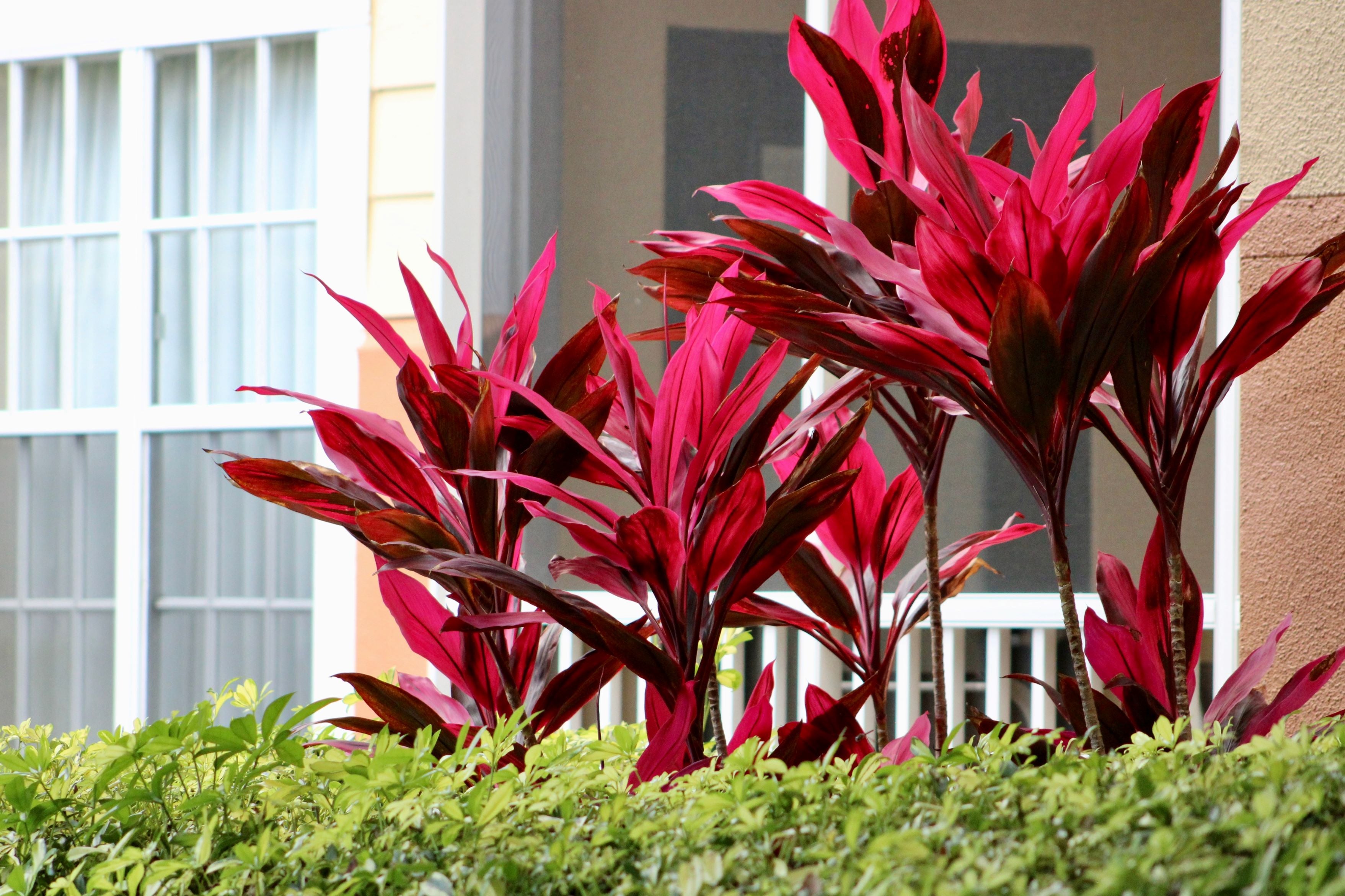 Cordyline Florida, Terminalis Ti Plants outside of a house
