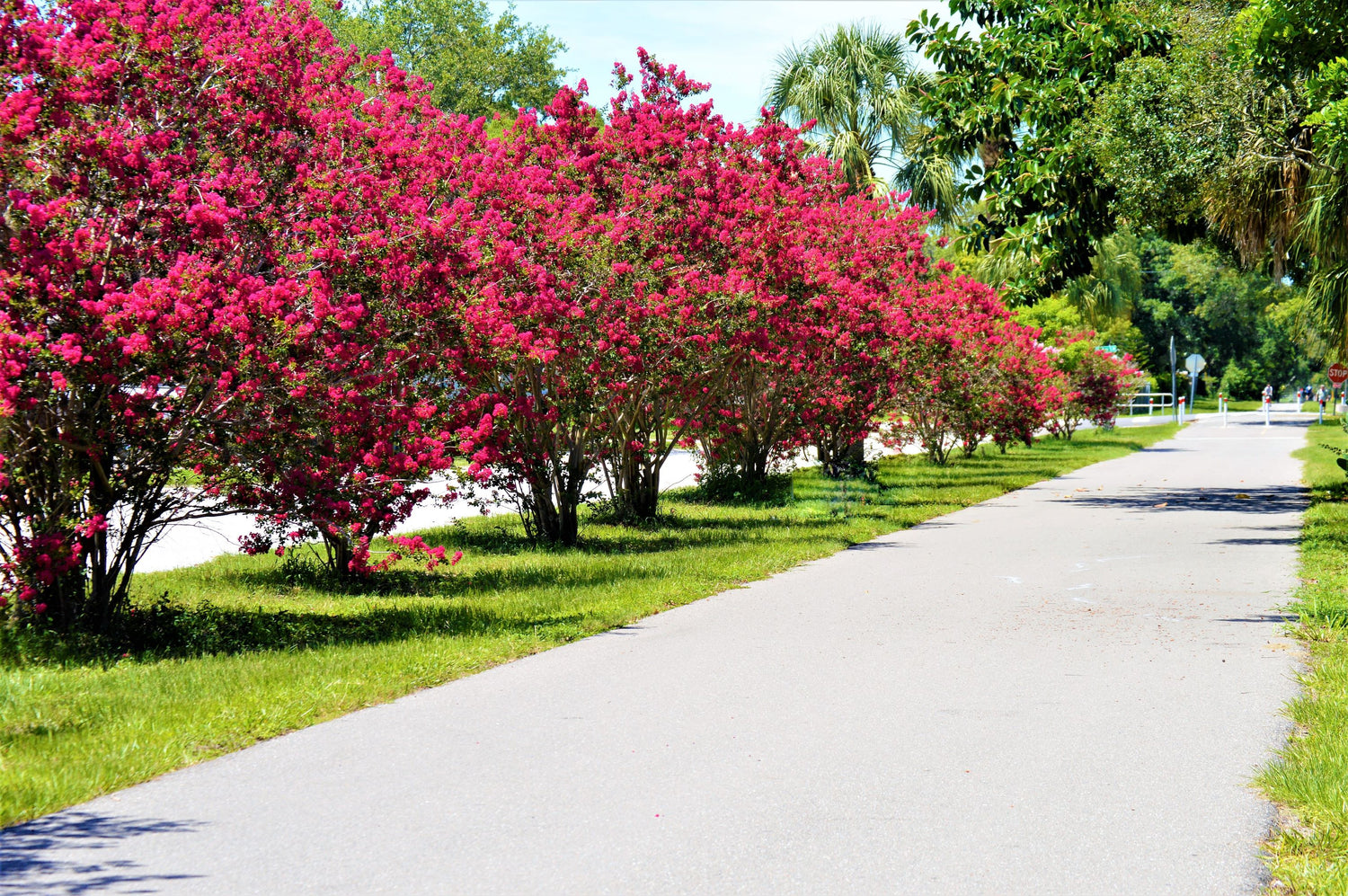 Crape Myrtle Dynamite Tree Red
