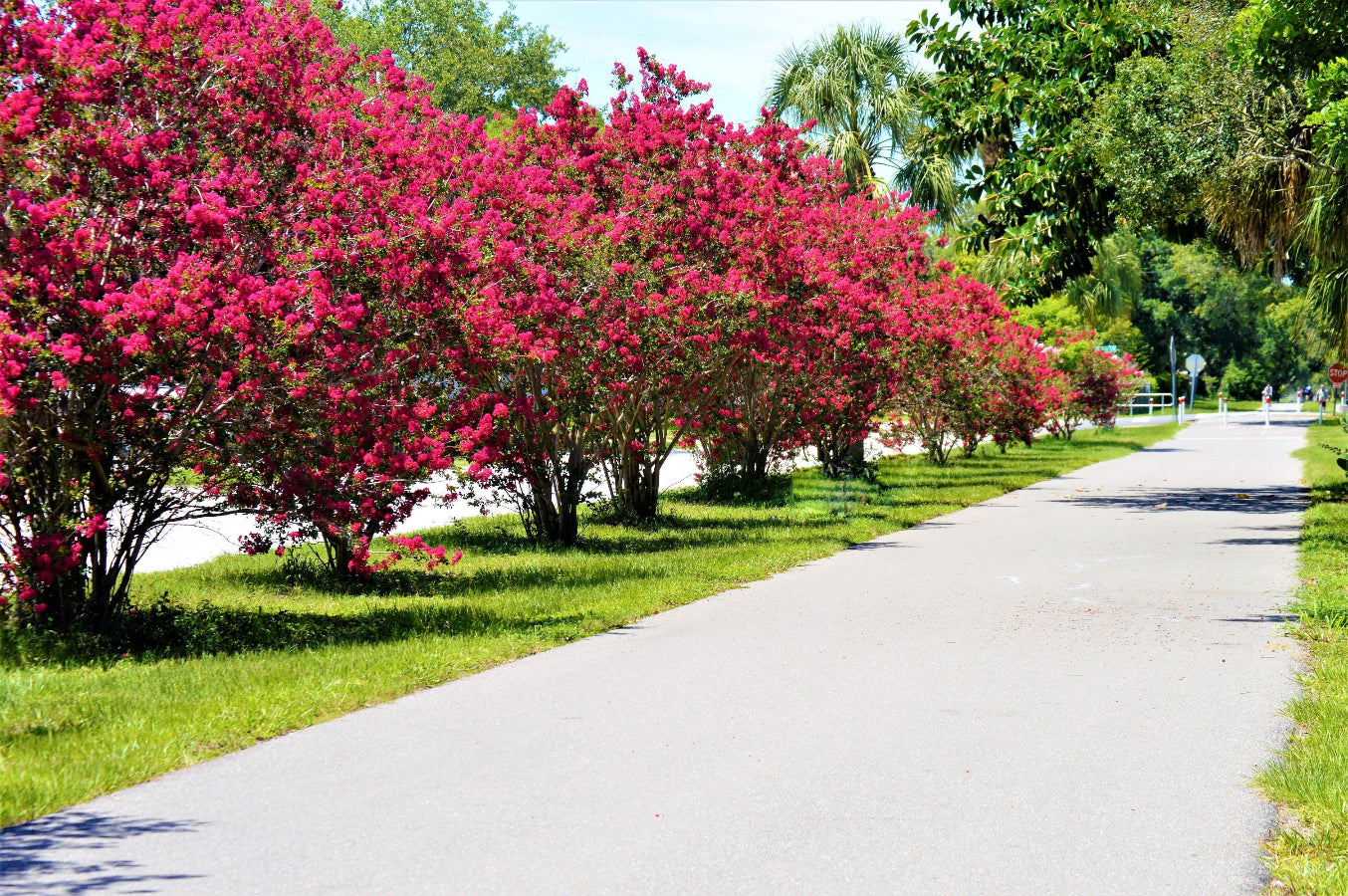 Dynamite Red Crape Myrtle trees blooming along a path.