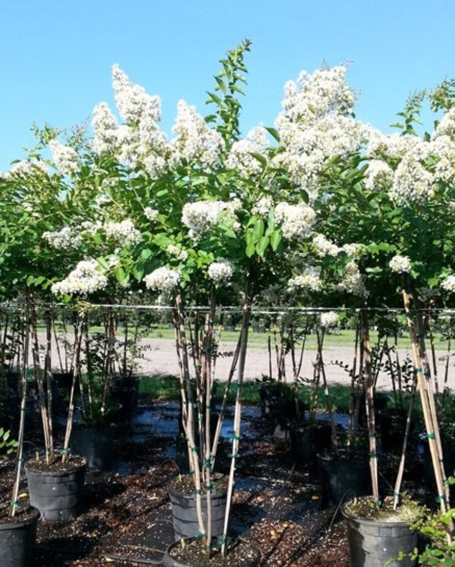 Rows of young, potted Natchez Crape Myrtle trees covered in bright white blooms