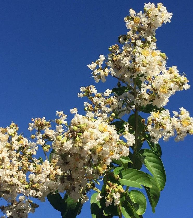 Crape Myrtle Natchez White Flower