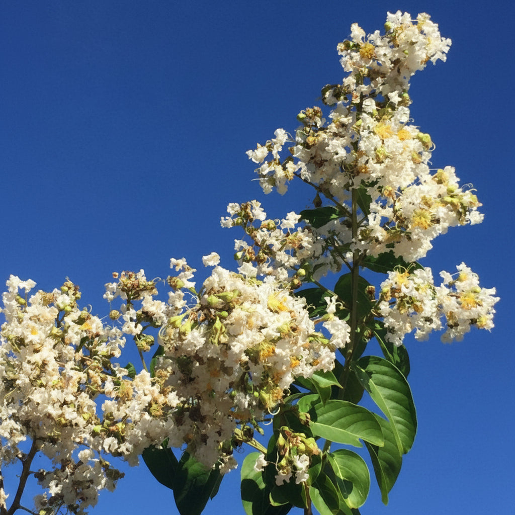 A close-up view of a Natchez Crape Myrtle branch featuring clusters of bright white, ruffled blooms