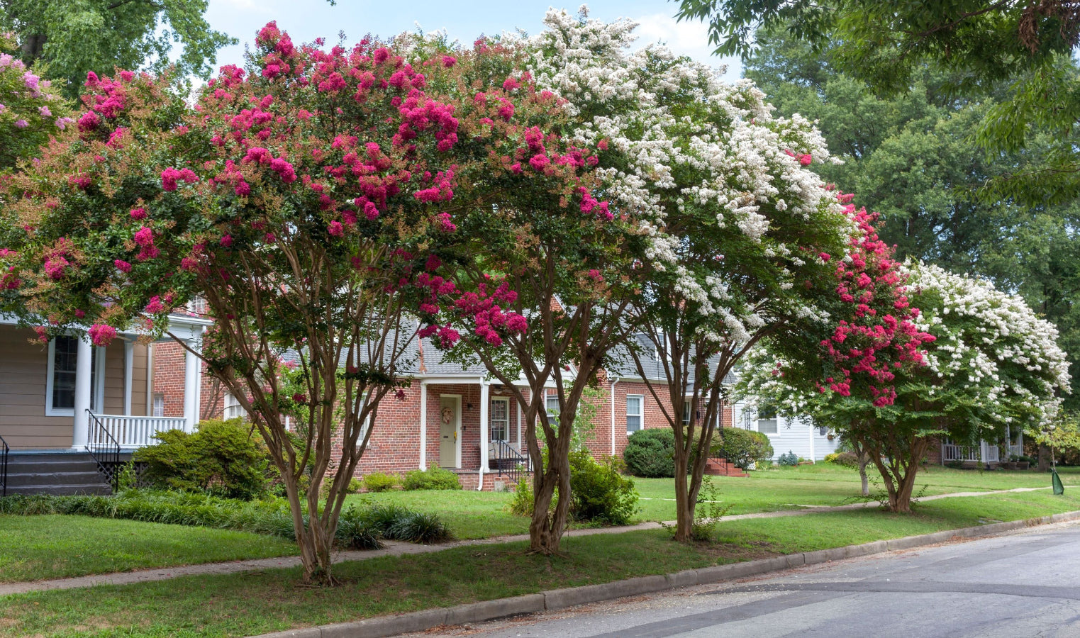Mature Natchez White Crape Myrtle trees in a residential landscape
