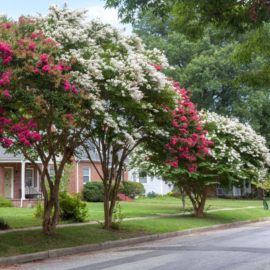 A row of flowering crepe myrtle trees with white and bright pink blossoms lining a suburban street, with houses, green lawns, and trees in the background.