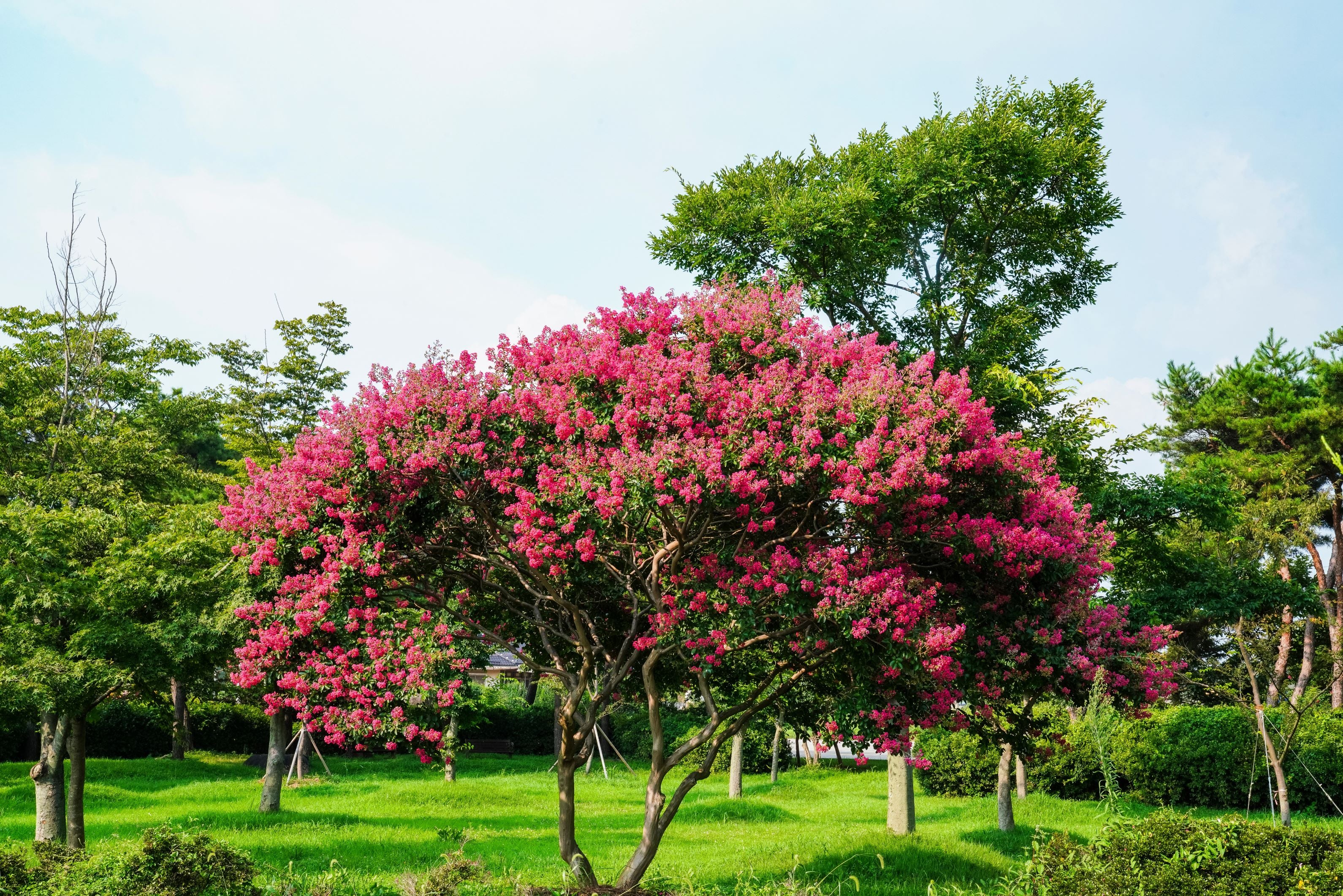 Crape Myrtle Sioux Pink Flowering Tree