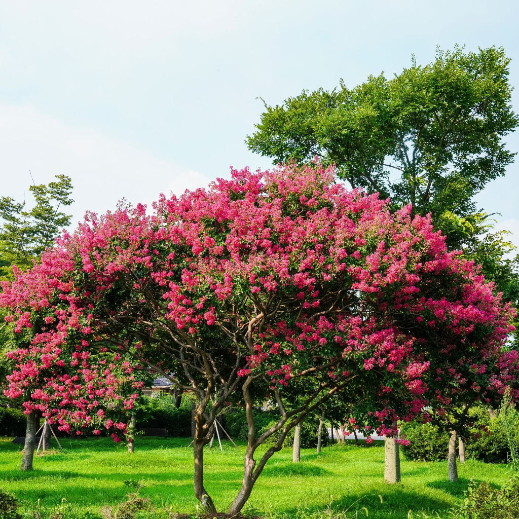 Mature Crape Myrtle Flowering Tree with abundant coral pink flowering canopy and sculpted branching structure, showing full grown landscape appearance ideal for ornamental landscapes.