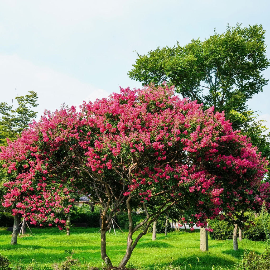 Mature Crape Myrtle Pink Flowering Tree Bright Purple with vibrant bright pink flowering branches and lush ornamental canopy, showing mature landscape appearance ideal for tropical and subtropical gardens.