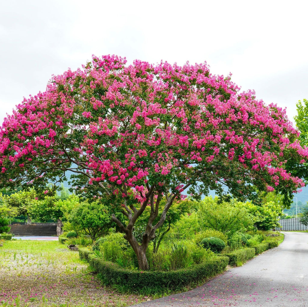 Full grown Crape Myrtle Flowering Tree Bright Purple with dense seasonal bright pink blooms and mature branching canopy, showing full grown landscape appearance ideal for luxury outdoor properties.
