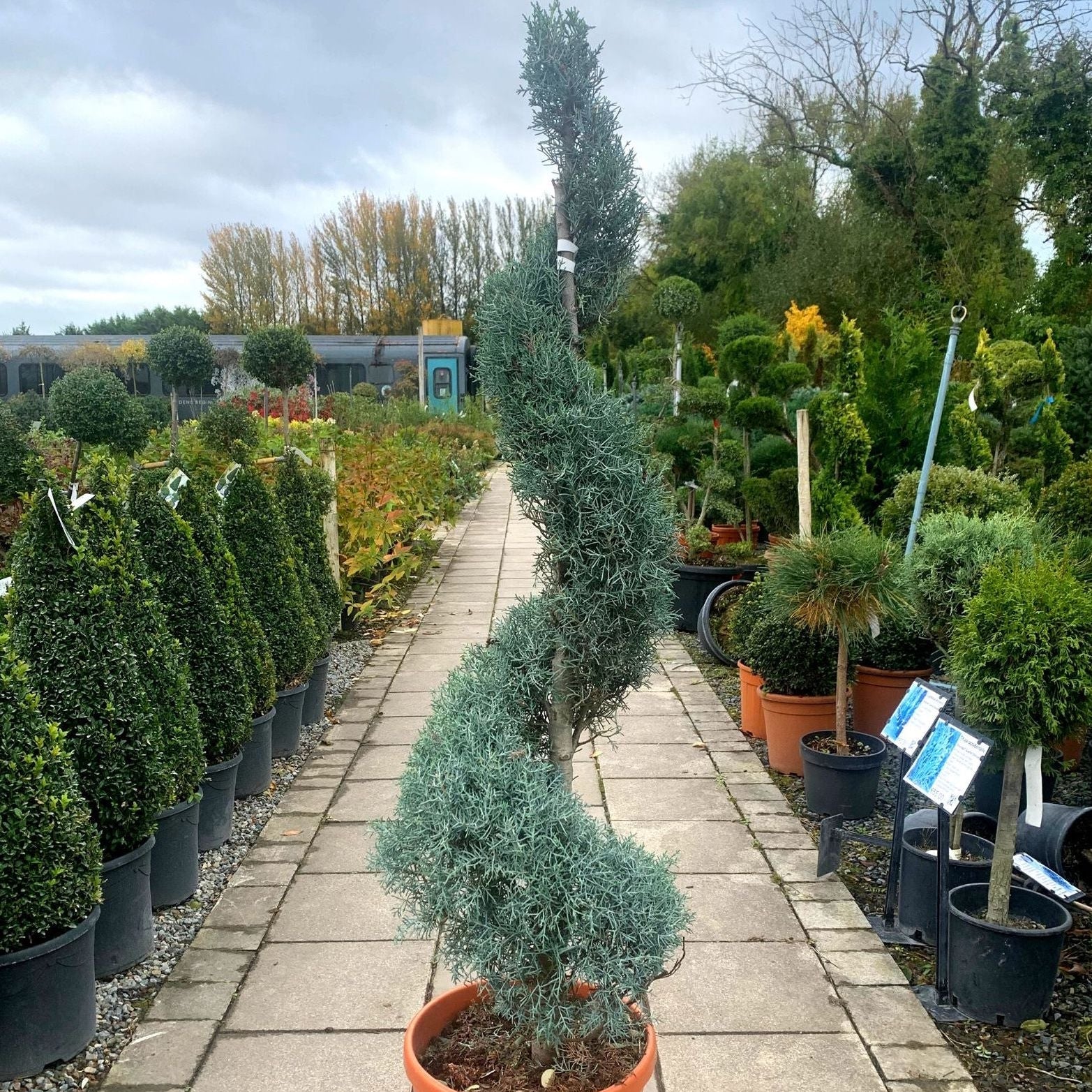 Topiary Spiral Arizona Cypress, Nursery Pot 3gal