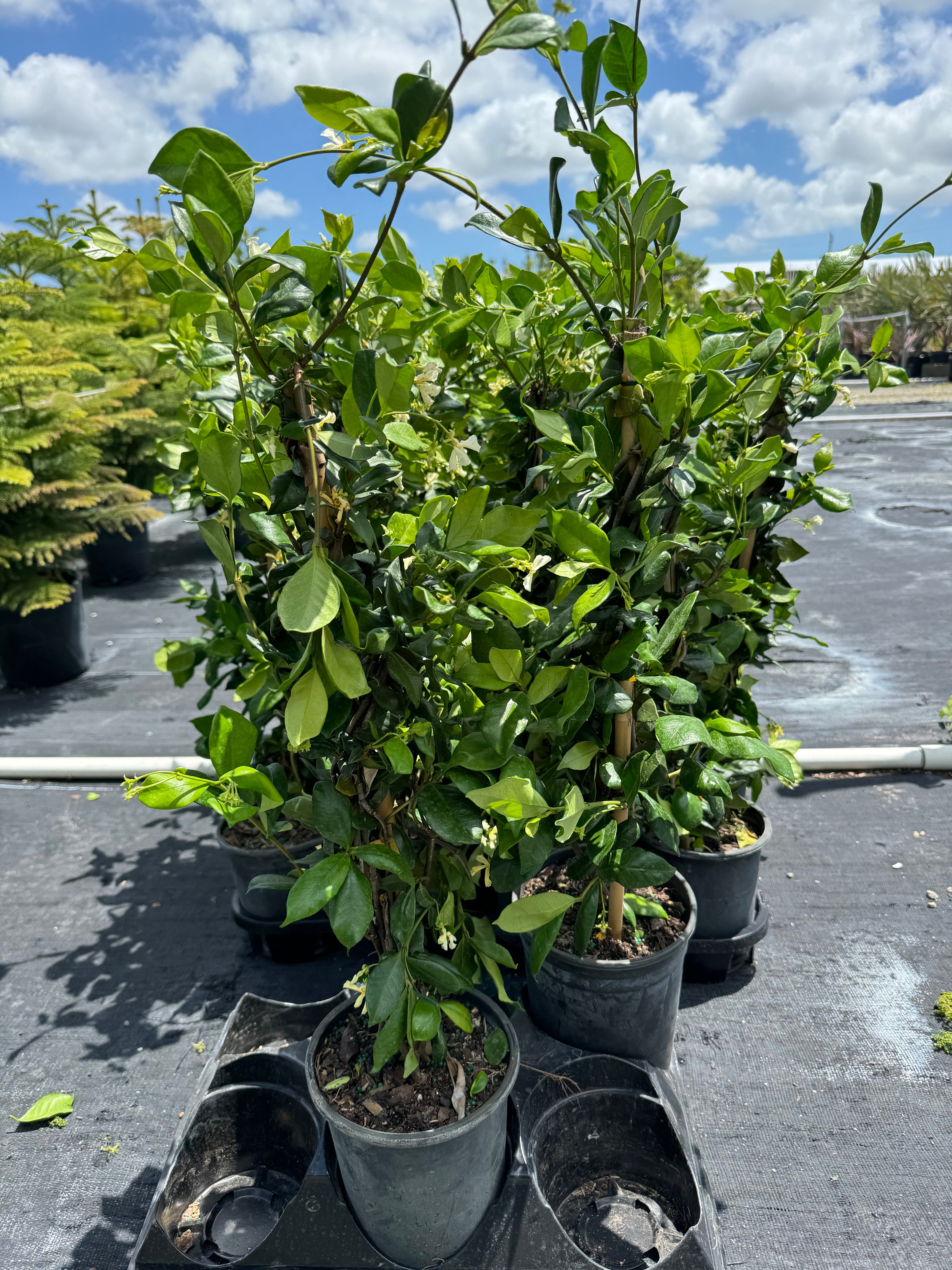 Jasmine Confederate, Vining Plant in Trellis in multiple pots