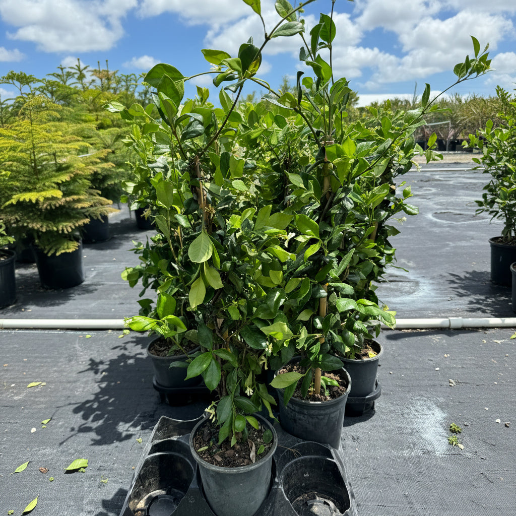 Jasmine Confederate, Vining Plant in Trellis in multiple pots
