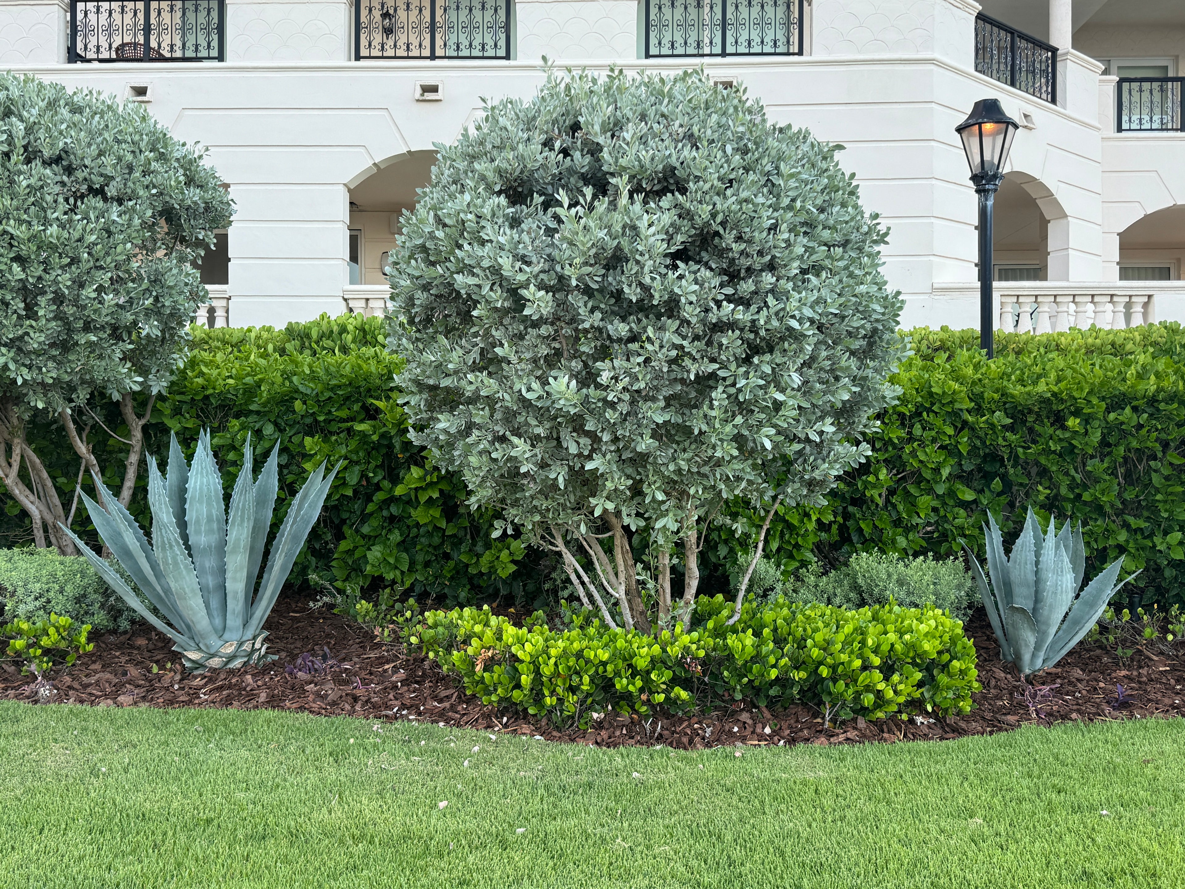 Silver Buttonwood Tree Form, Florida Landscape Tree
