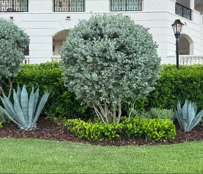 Mature Silver Buttonwood Tree Form, Florida Landscape Tree in Lush green garden with agave plants and shrubs in front of a building.