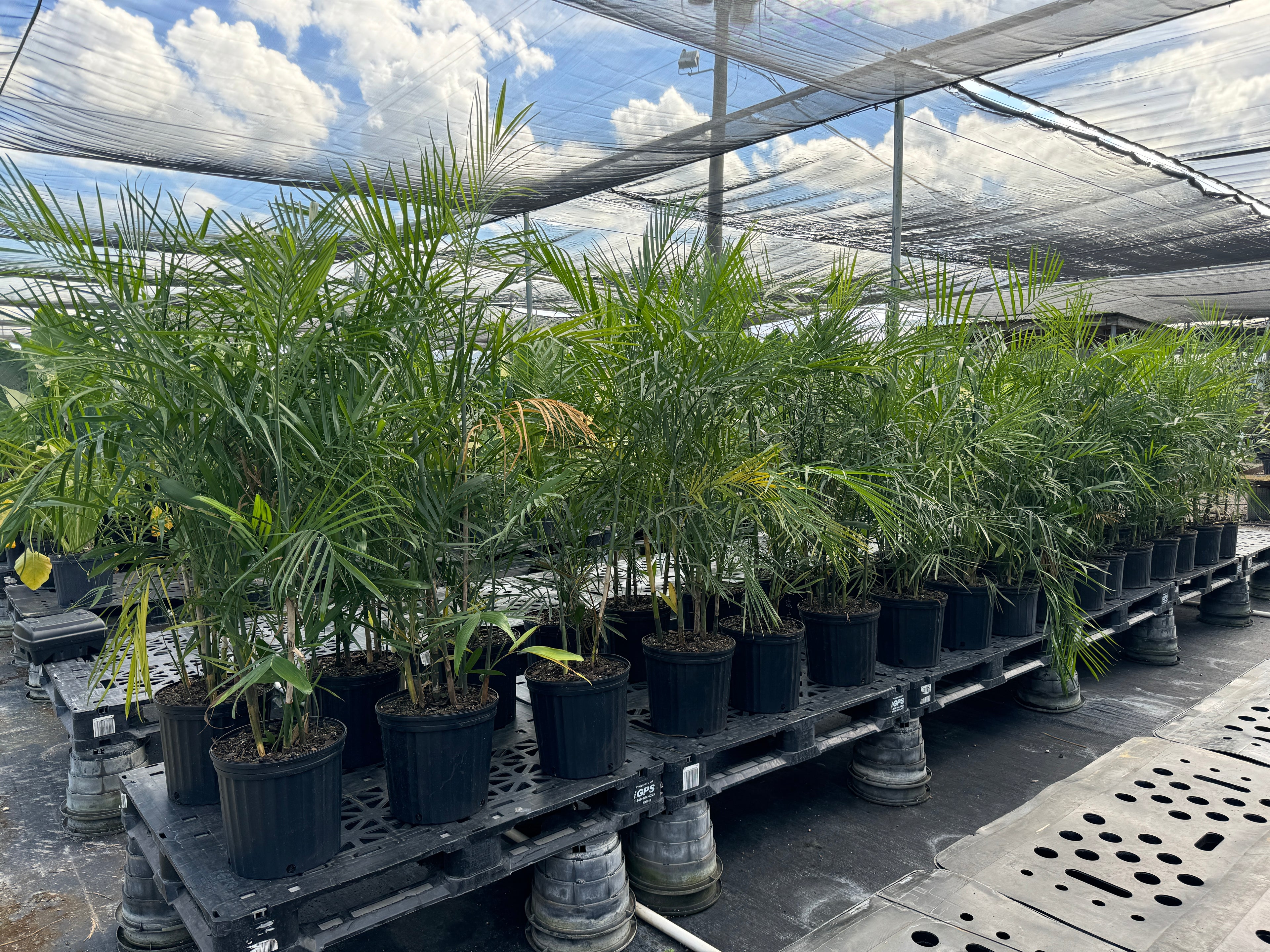 Bamboo Palm, Chamaedorea Seifrizii Live Plant Air Purifier