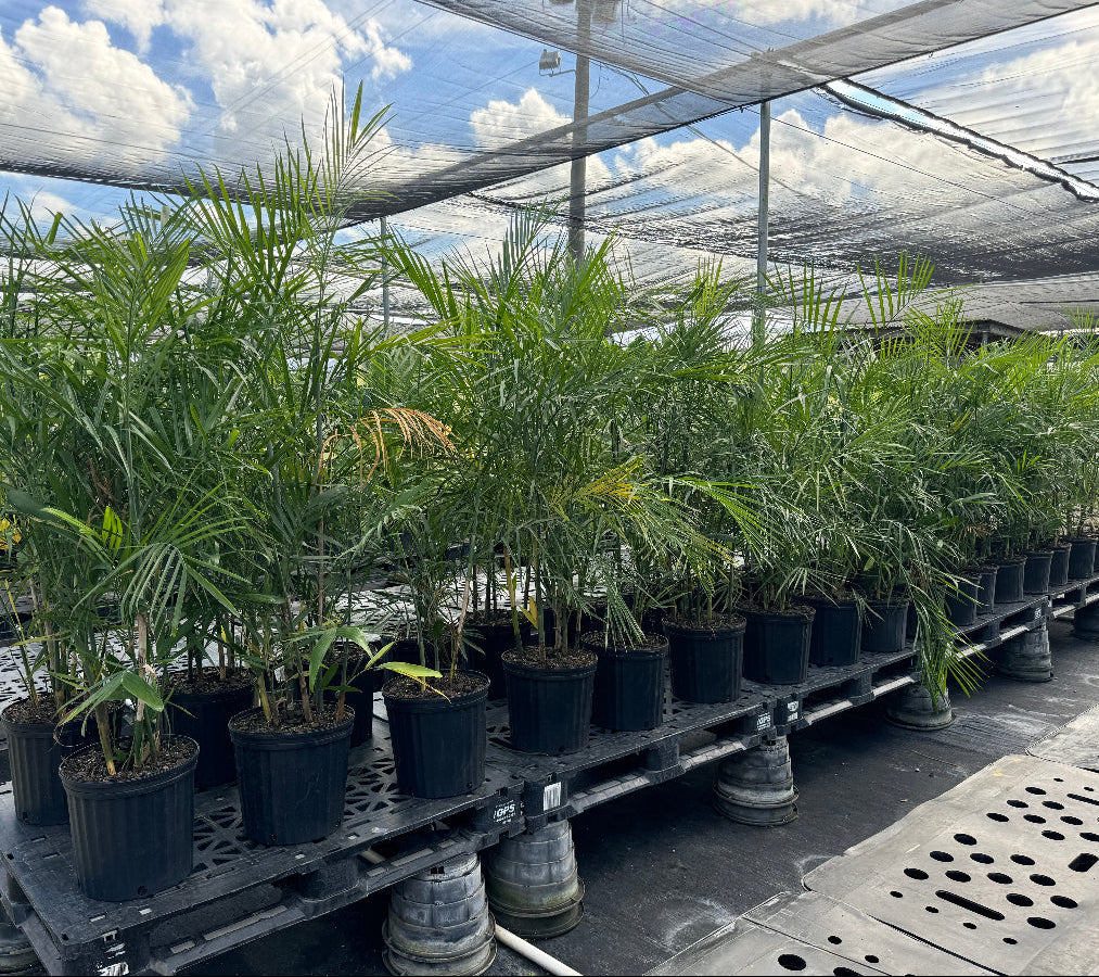 Chamaedorea sefrizii Bamboo palm Row of potted plants on pallets inside a greenhouse with a view of the sky.